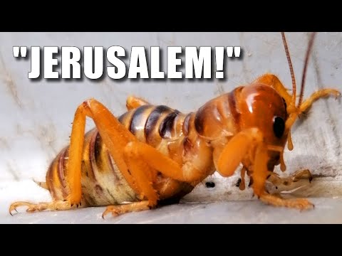 Where Are Jersualem Crickets Located