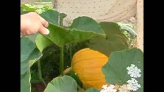 Dills Atlantic Giant pumpkin up date 8/13/16