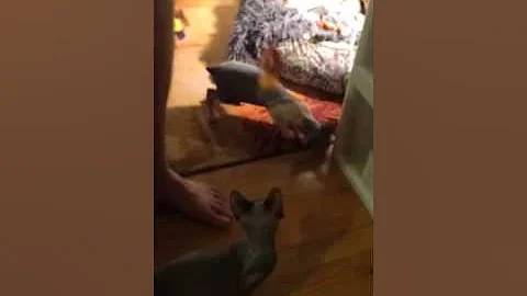 Video 6786701: american bobtail cat breed, sphynx american, sphynx hairless cat, rare cat breeds, domestic cat breed