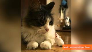 Mind-Control Parasite Strips Mice of Fear of Cats