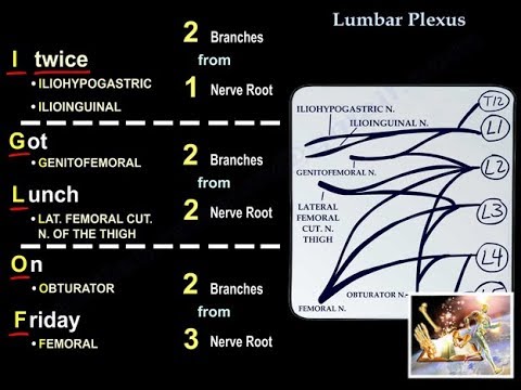 Video: Lumbar Plexus Anatomy, Function & Function - Kroppskart