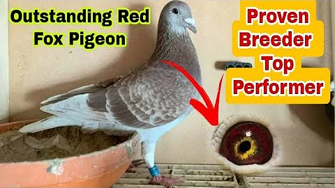 Outstanding Proven Breeder Red Fox Racing Pigeon | Very very Strong Blood Line