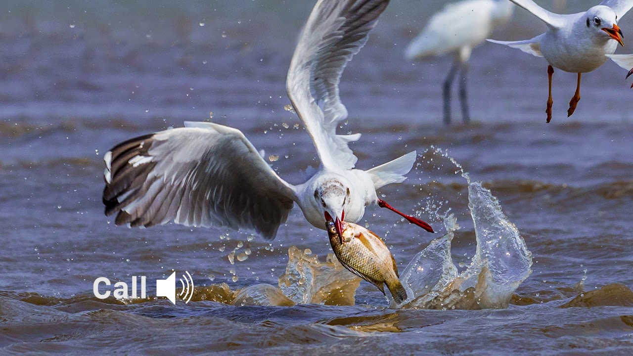 Brown headed Gull (Chroicocephalus brunnicephalus) in habitat and it's call.
