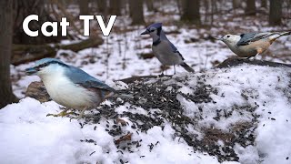 Forest Birds and Squirrels Feeding in the Snow - 10 Hours - Dec 09, 2022