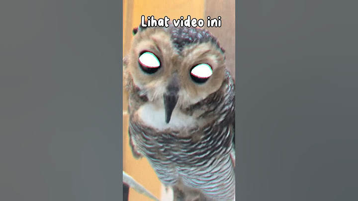 Owls is Scary?? Look at this video!