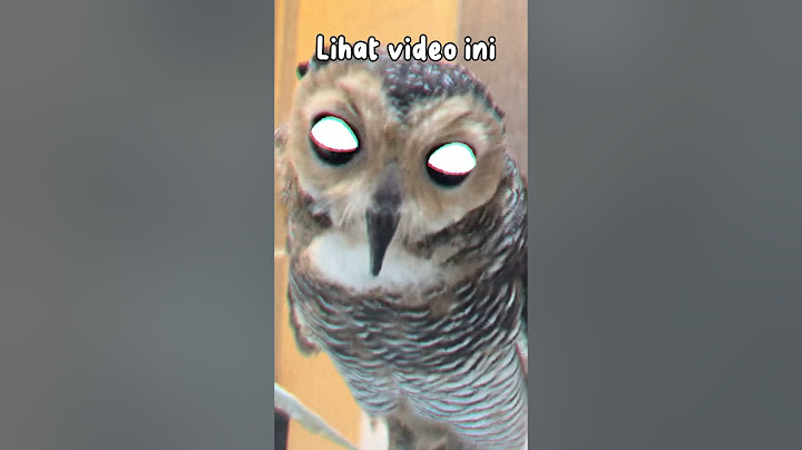 Owls is Scary?? Look at this video!
