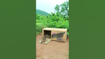 Amazing Quick Quail Trap Technique #shorts