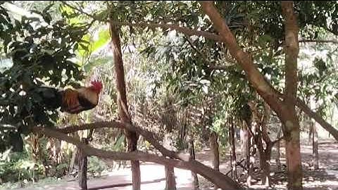 Saib tus qaib dib kai no seb pua nyiam nawb 23876723