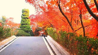 Korea University Campus 고려대학교 |Colorful Autumn | full video on November 16, 2020.