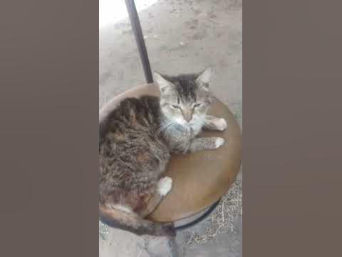 кошочка насолношке!!!? - YouTube