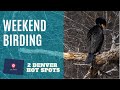 Birding and Wildlife Photography at 2 Colorado Hot Spots
