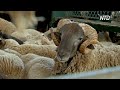 Овцеводы Испании теряют доходы из-за остановки экспорта и нехватки стригалей
