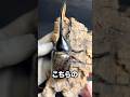 2週間繁殖させた結果 ヘラクレスオオカブト