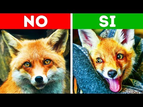 Video: Mapache Doméstico: Mascota Exótica