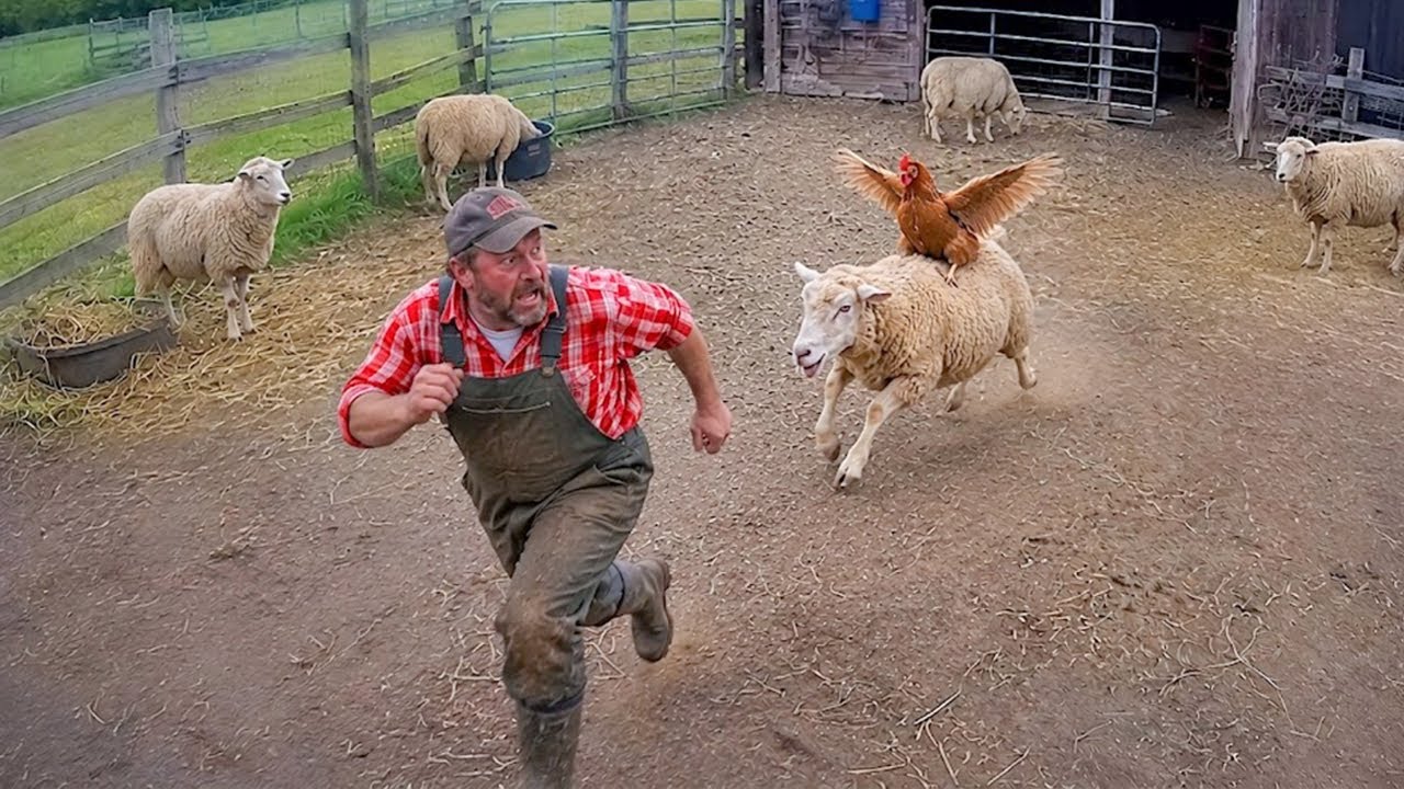 Funniest Farm Animals Caught on Camera