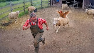 Funniest Farm Animals Caught on Camera News
