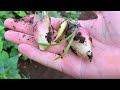 【家庭菜園Vlog】我が家の家庭菜園ツアー 20200808 みょうが、とうもろこしの収穫秋野菜の成長具合