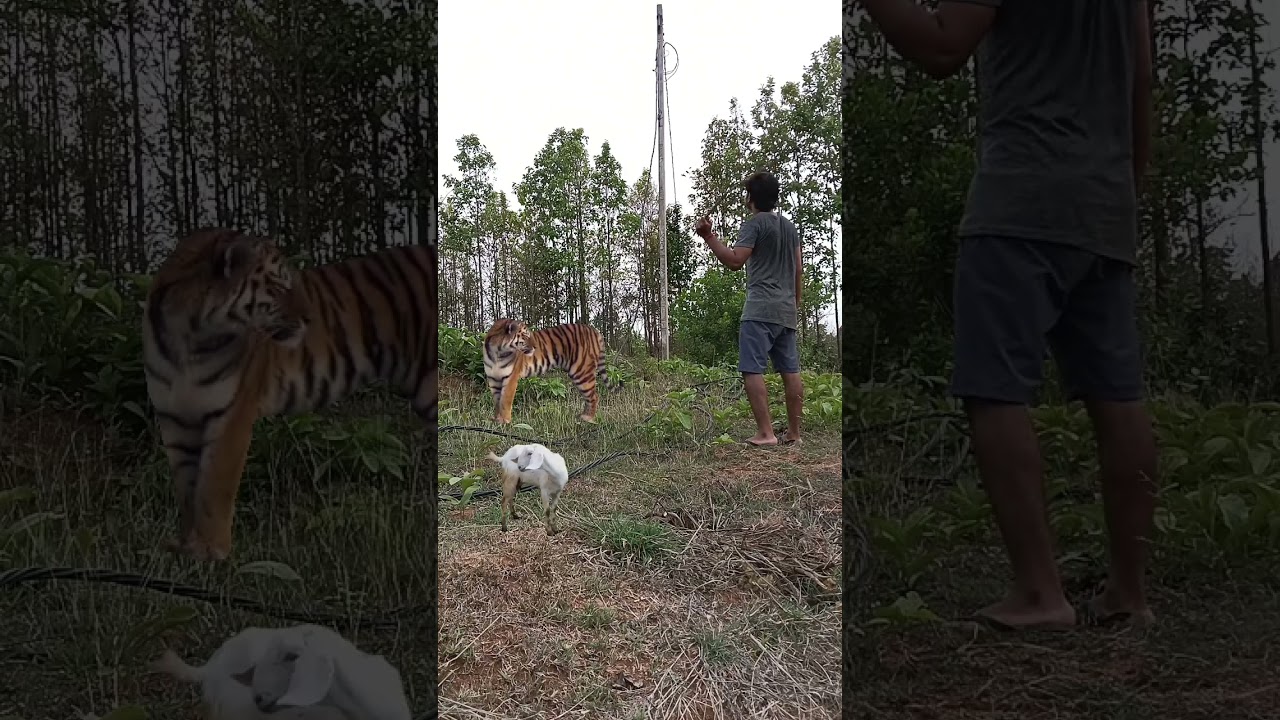 tiger gonna eat my goat 