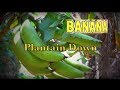 Plantain downsimply bananas harvest