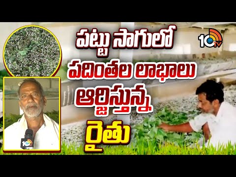 పట్టు సాగులో పదింతల లాభాలు ఆర్జిస్తున్న రైతు | Silkworms Cultivation | Sericulture Technology | 10TV - 10TVNEWSTELUGU