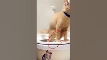 Thumbnail of S!! l can't have some privacy in this homen Cavendish Music • Funny Song