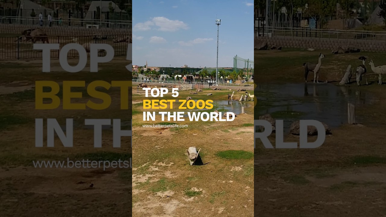 Top 5 Best Zoos in the World 🦓🐘🦒