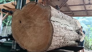 The process of processing giant teak wood which is full of beauty 