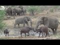 The Amazing Moment Elephant Bull, Jabulani Chases Away a Huge Herd of Buffalo