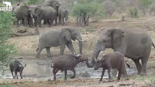 The Amazing Moment Elephant Bull, Jabulani Chases Away a Huge Herd of Buffalo