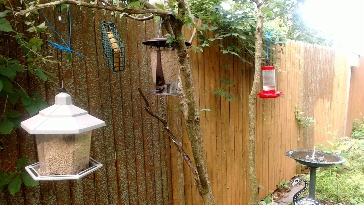 Sunset Saturday Live Bird Feeder Cam YouTube