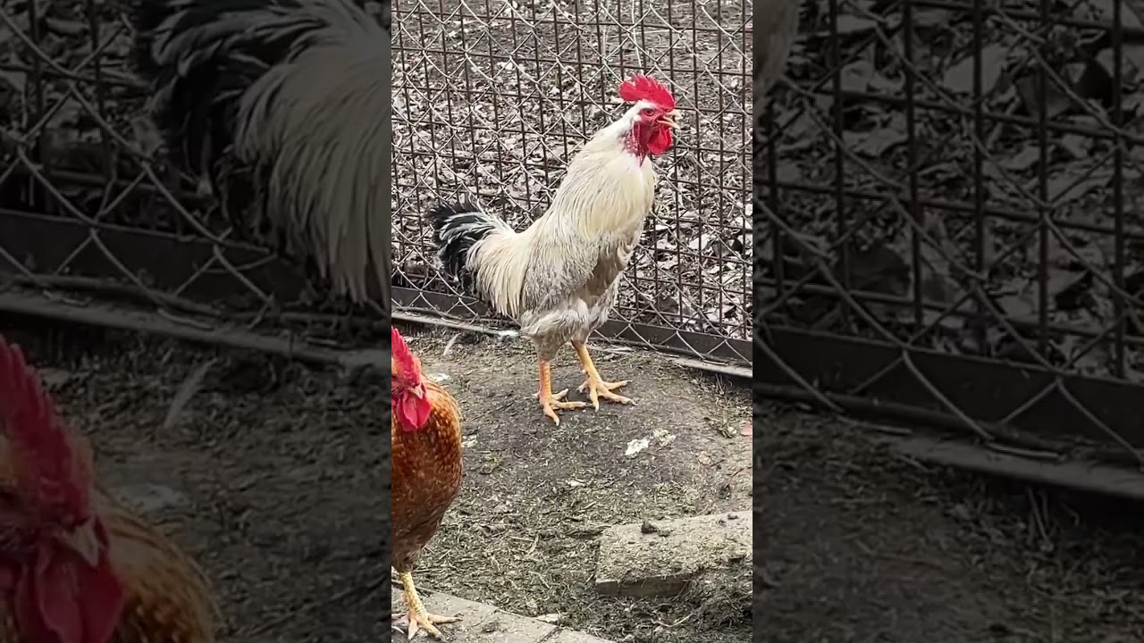hen farming | chickens farming at home |Peshawar Poultry