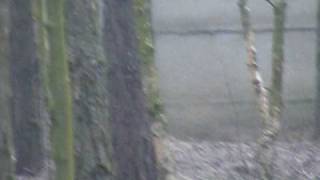 Jagdterier Axel I Alpejski Gończy Krótkonożny Kevin Kontra Dziki