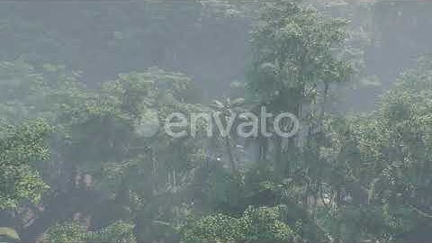 Fog Covered Jungle Rainforest Landscape | Motion Graphics - Envato elements