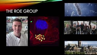 Prof Andrew Roe Lab Rotation Project