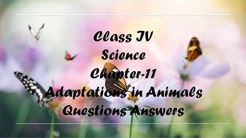 Class IV| Science|  Chapter-11|Question Answers