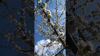 #slovakia #travel #nature @SpiritualSymphony-u2s  @PragueTherapy@Liptaci