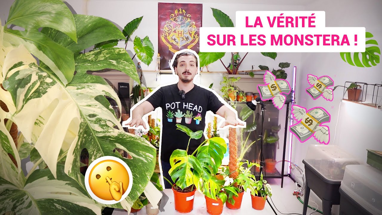 La vérité sur l'entretien des monstera !!!!