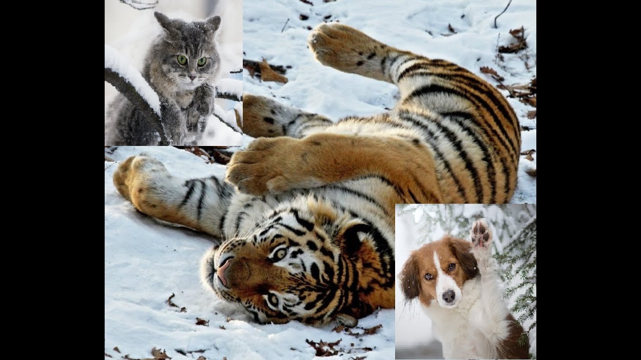 2 факта о поправке к Конституции о формировании в обществе ...