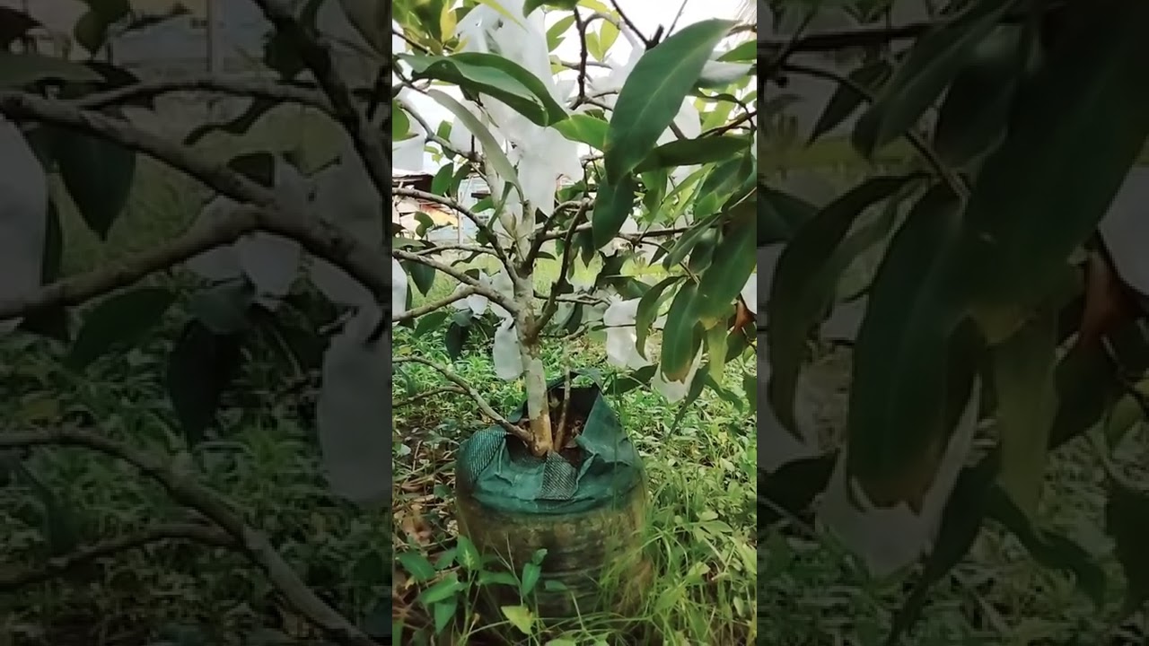 ke untungan tanam jambu madu sistem grounding...