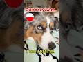 How to Say "I'm Resting" in Polish 🇵🇱 (Mini Aussie Edition 🐶)