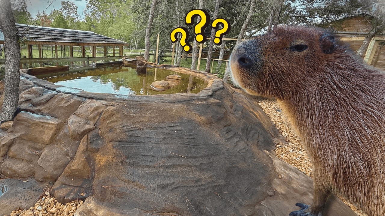 We Built A $13,000 Pool And She Won't Use It! - YouTube