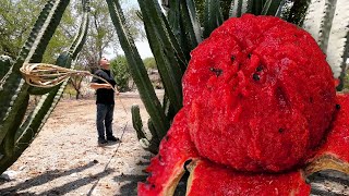 Aprendiendo a cortar tunas.