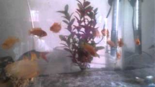 Pez Esterae Y Alevines