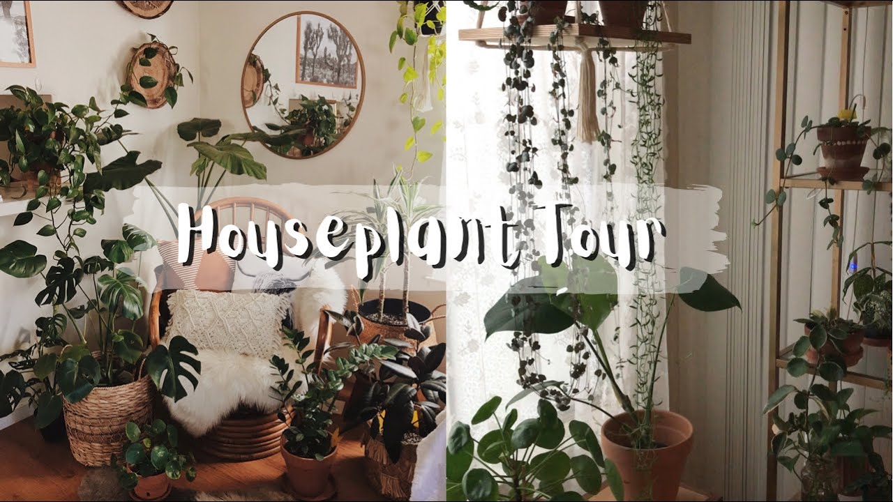 Houseplant Tour Winter 2022| Hoya, Philodendron, Monstera (50+)