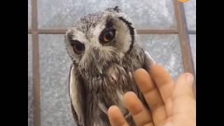 4 Owls Lovers 😍 Awesome, Cute and Funny Owls Videos Compilation by PIGO 83 views 4 years ago 7 minutes, 38 seconds