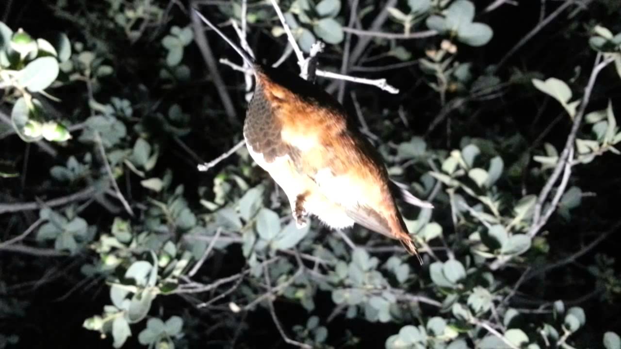 Where Do Baby Humming Birds Sleep At Night YouTube Where do baby humming birds sleep at night youtube