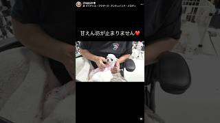 全身で大好きを表現してくれるルミちゃんです #チワワ #chihuahuafanclub #dog #犬のいる生活