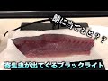 サバをブラックライトに当てると寄生虫が炙り出されるの知ってた Shorts サバをブラックライトに当てると寄生虫が炙り出されるの知ってた Shorts