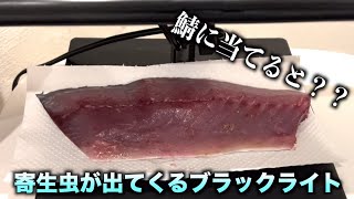 サバをブラックライトに当てると寄生虫が炙り出されるの知ってた？　#shorts