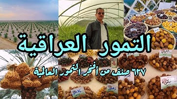 أصناف التمور العراقية 🇮🇶 انواع تمور ستذهلك أكثر من ٦٢٧ صنف تمور من أفخر التمور العالمية